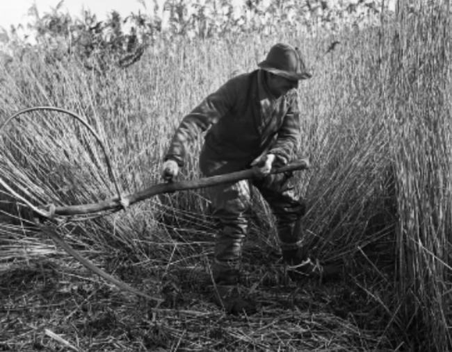 An archival photograph of a reed cutter harvesting thatching reeds by hand with a traditional scythe on the marshes near Horning Ferry, illustrating a historic method of sourcing local building materials