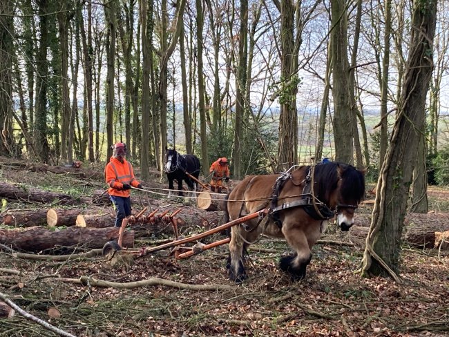 A horse logger uses draft horses to extract timber during selective woodland thinning, demonstrating a traditional method of sourcing local raw materials in the UK